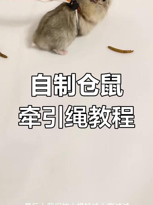 猫咪工字牵引绳怎么套