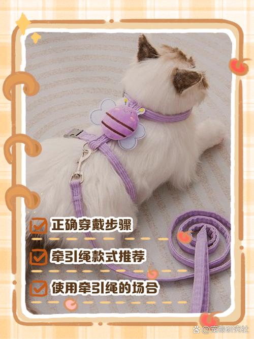 猫咪牵引绳怎么套