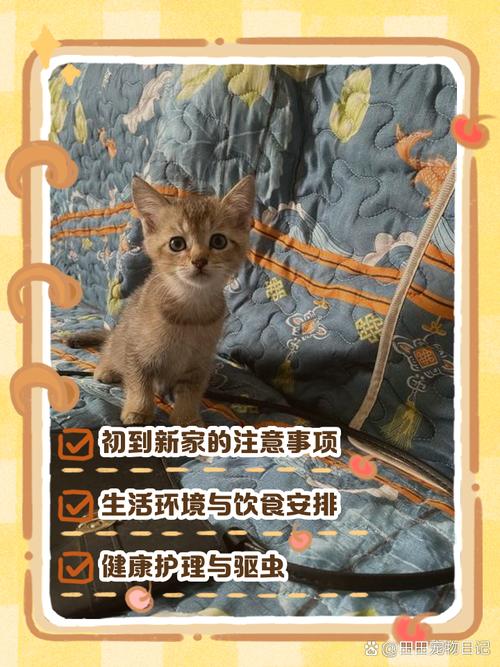 两个半月的小猫咪去新家,有什么反应?