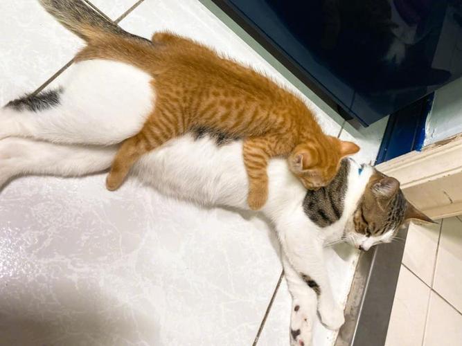 猫咪接受新家的表现