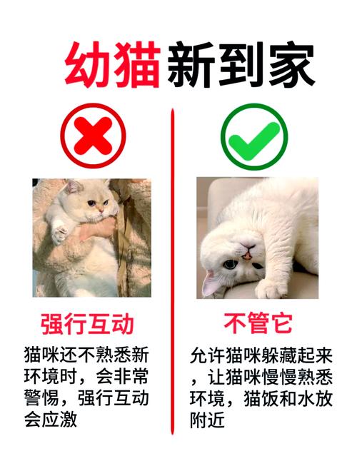 猫咪到了新环境会跑出去吗?