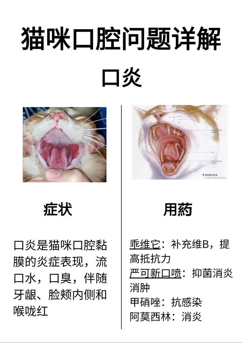 猫咪口腔肿瘤与息肉的区别