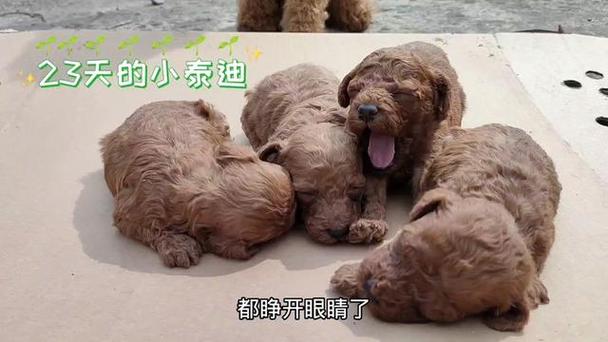 你好,我家小狗狗13天了还没睁眼,是啥意思