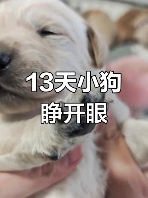 小狗一般在出生后的多少天会睁眼?