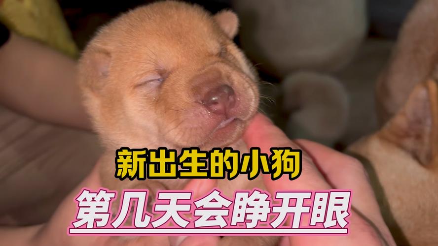 狗狗一般什么时候才睁开眼睛?