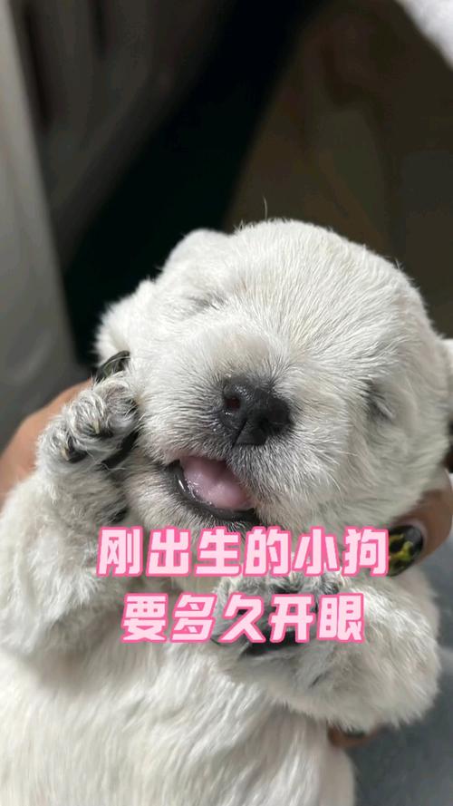 小狗狗几天睁开眼睛