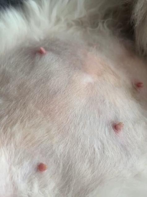 猫咪怀孕多久有胎动