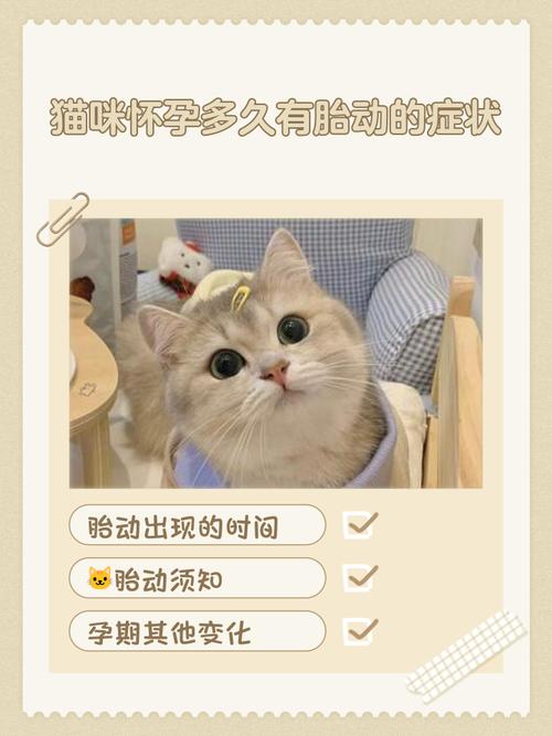 猫咪怀孕了,会有哪些症状表现呢?
