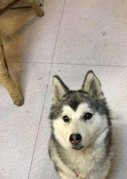 我刚买了一只两个多月的小狗狗,以现在南方的天气,狗狗会怕冷吗?