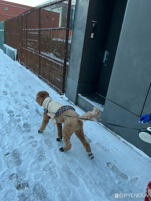 北京这种天气,可以吧一个半月,两个月的小狗放在门外吗?就是院子里!会...