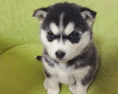 幼犬怕冷还是怕热呢?