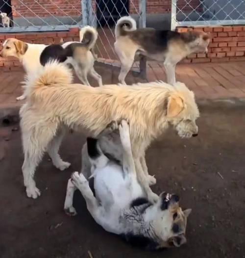 2个月小狗多少度会冷