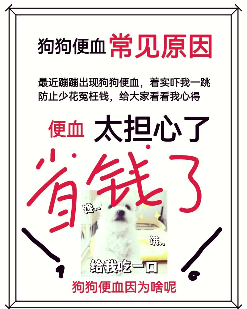 狗狗肠子出血怎么办