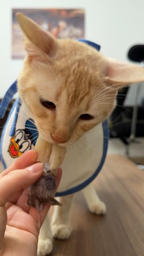 猫能吃鱿鱼吗