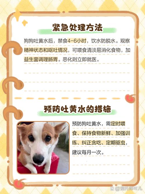 狗狗脱水怎么快速补水