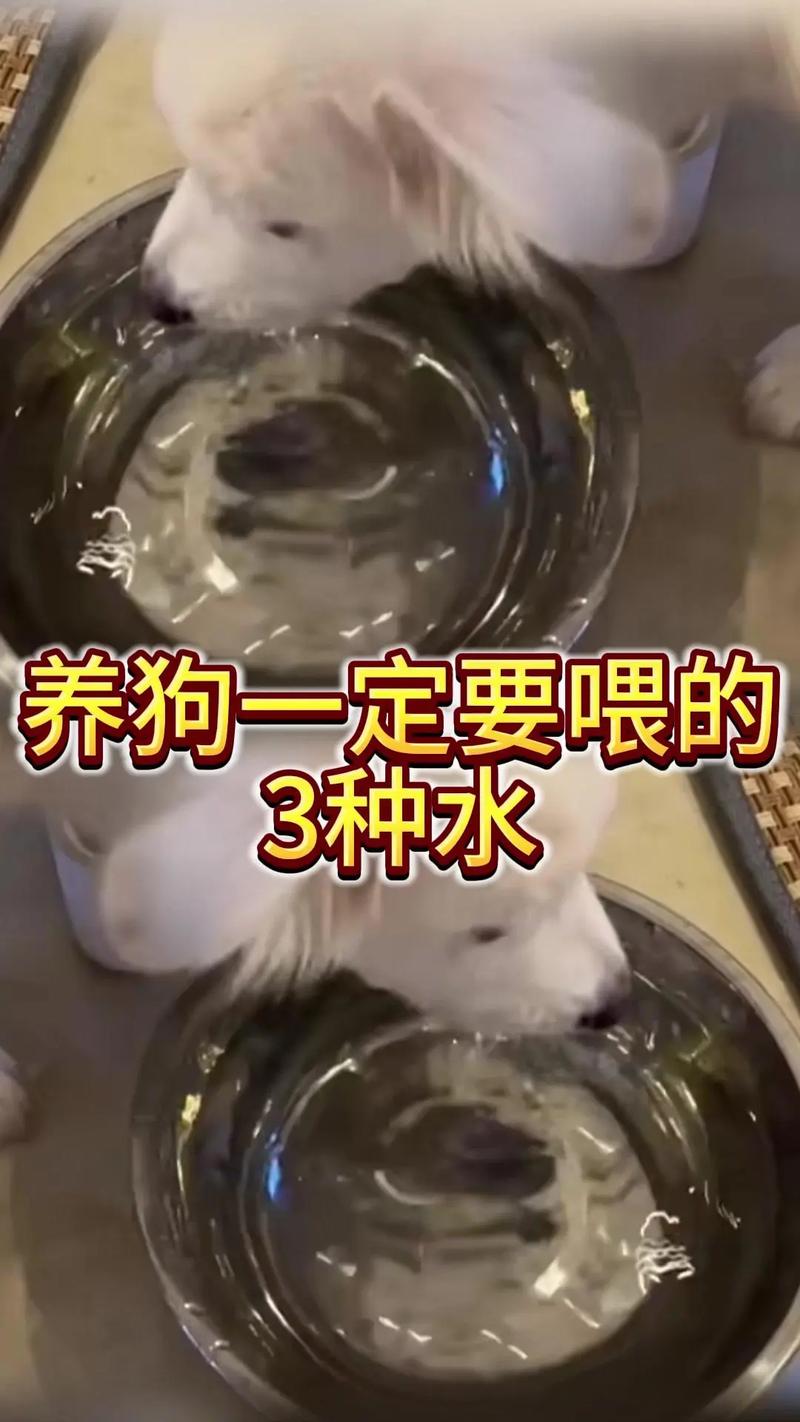 为什么狗狗要吃白糖