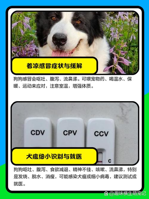 狗狗呕吐拉稀怎么回事