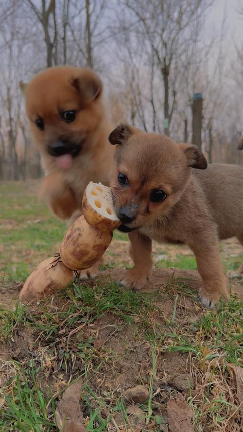 狗狗能吃莲子吗