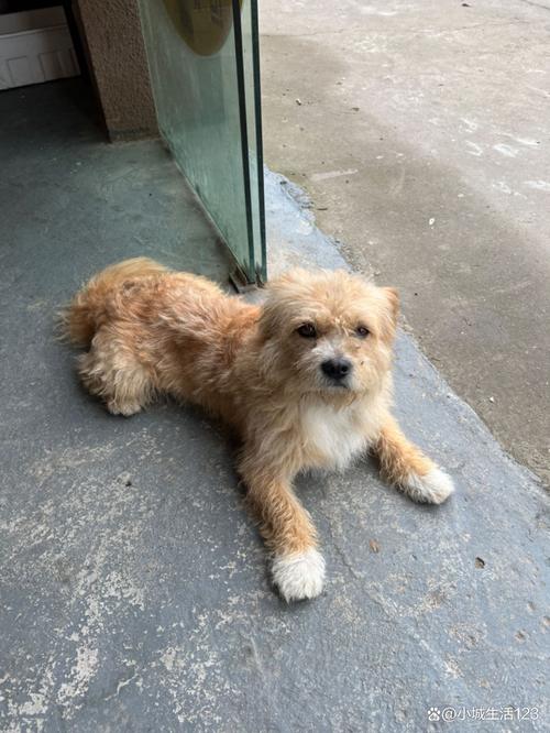 狗狗为什么没有汗腺