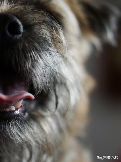 为什么狗狗的汗腺