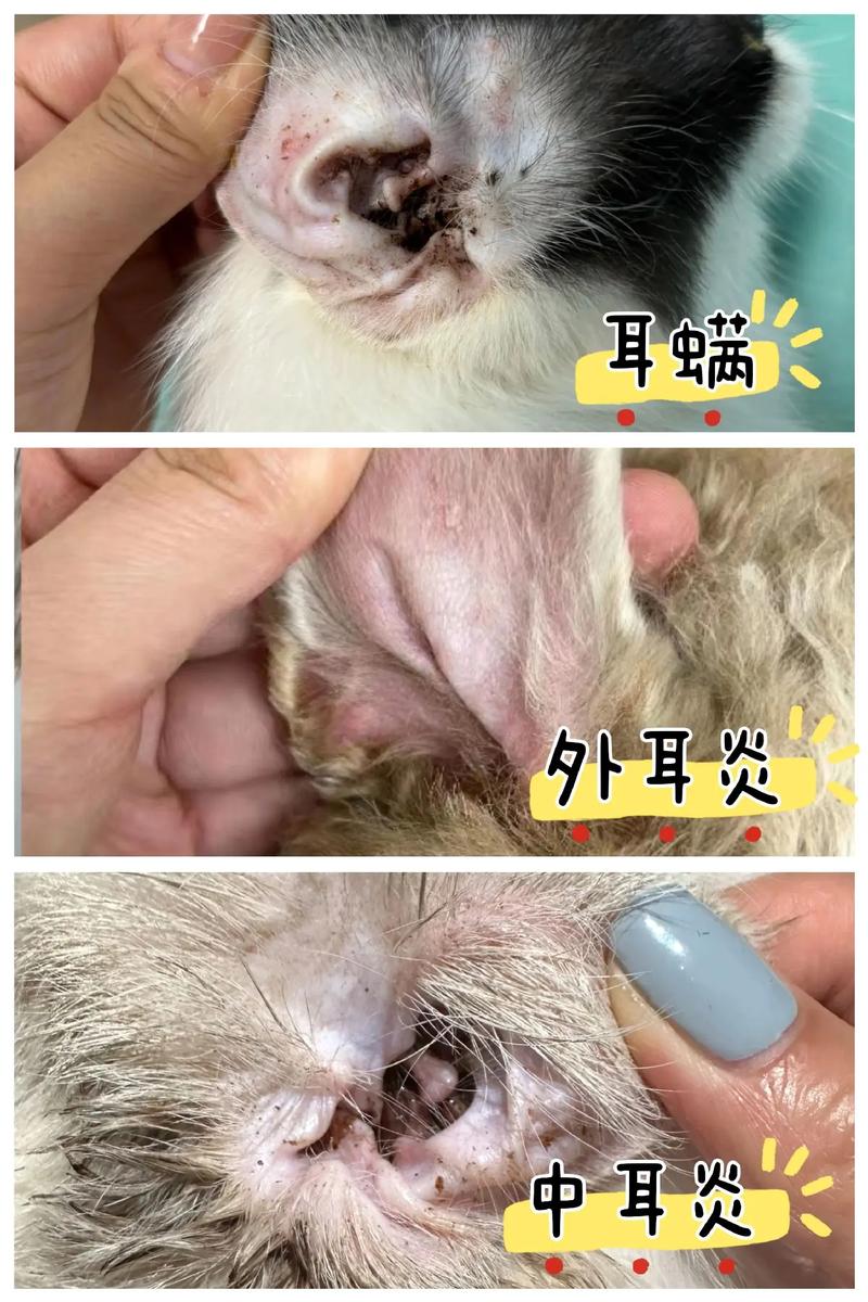 泰迪狗狗得了耳螨怎么办