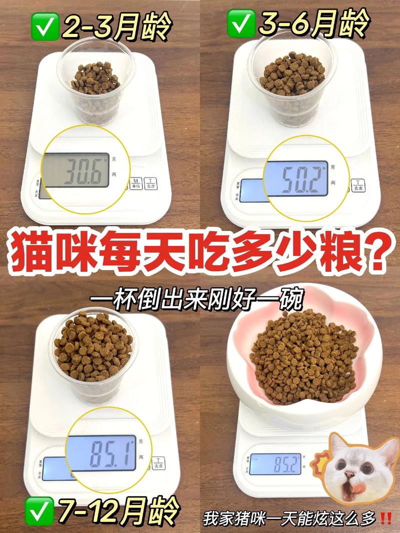 猫咪几个月就可以不泡猫粮了吗