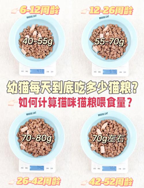 猫咪在多大的时候可以慢慢的喂猫粮?