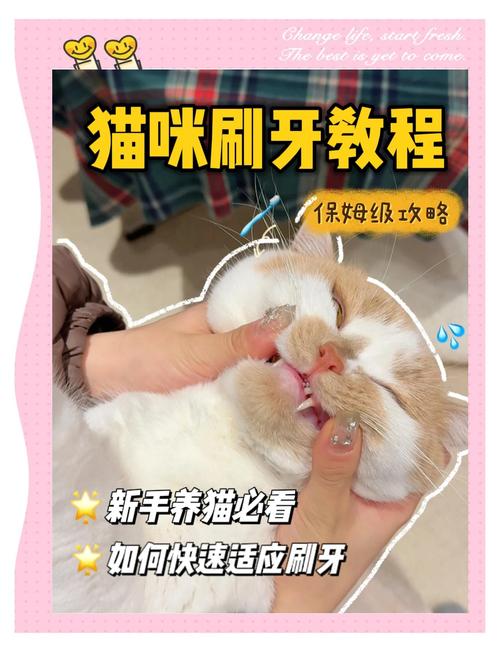 怎么给猫刷牙