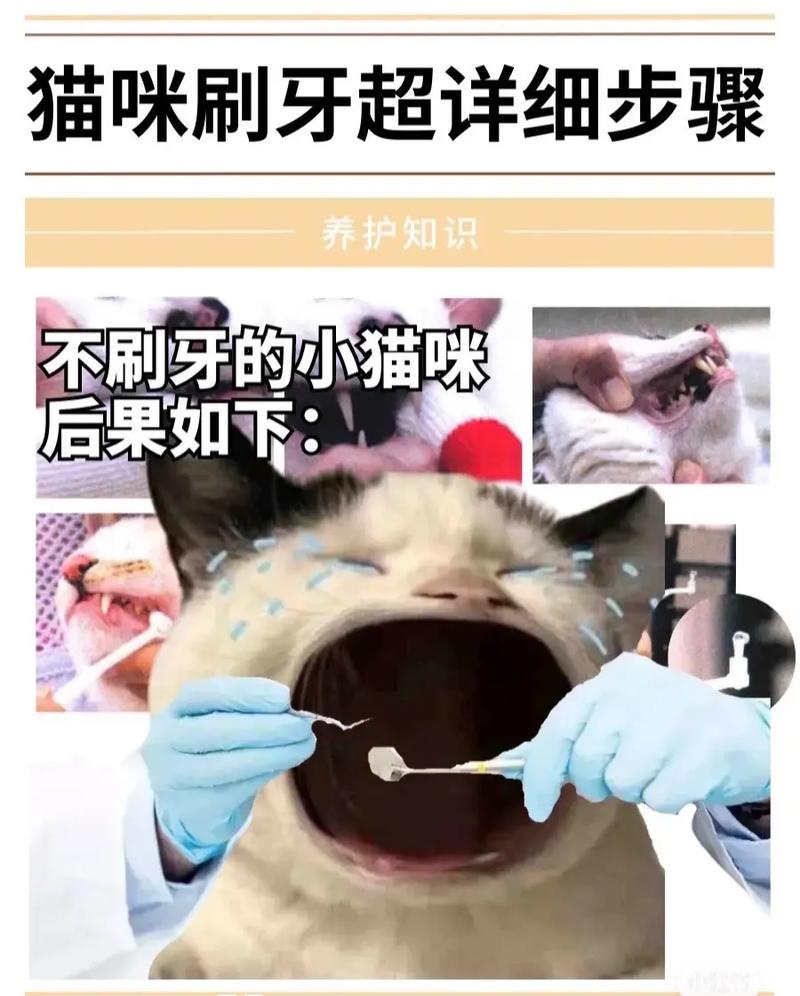 让猫咪适应刷牙的方法有哪些?