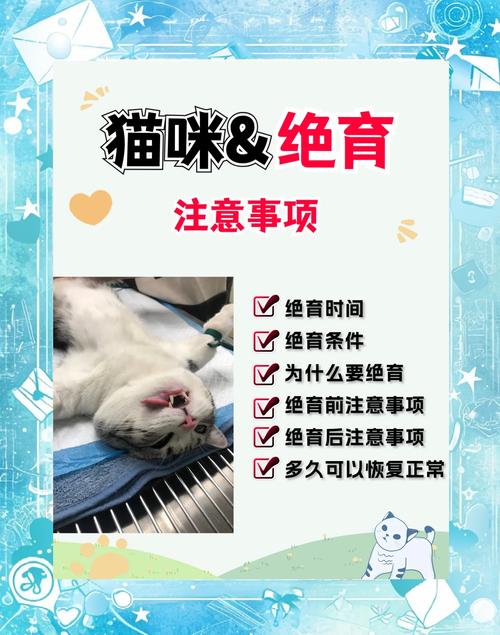 母猫绝育前注意事项