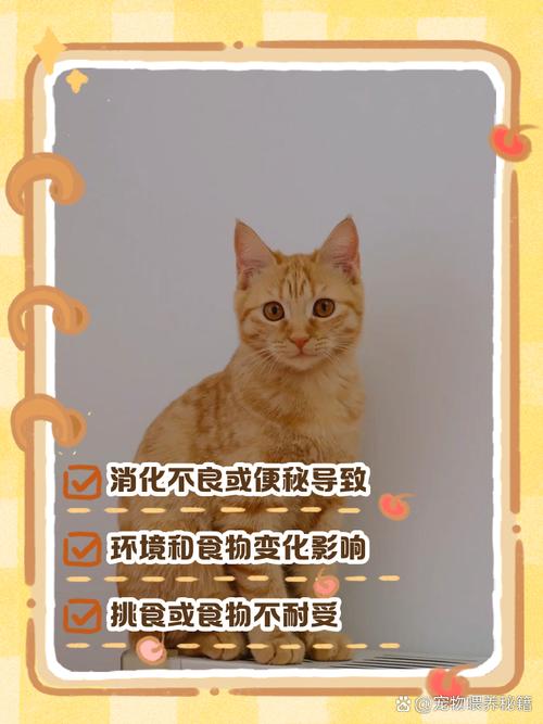 猫咪两天不吃东西了是怎么回事儿?