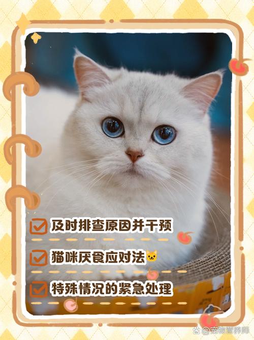 猫两天不吃东西会饿死吗?