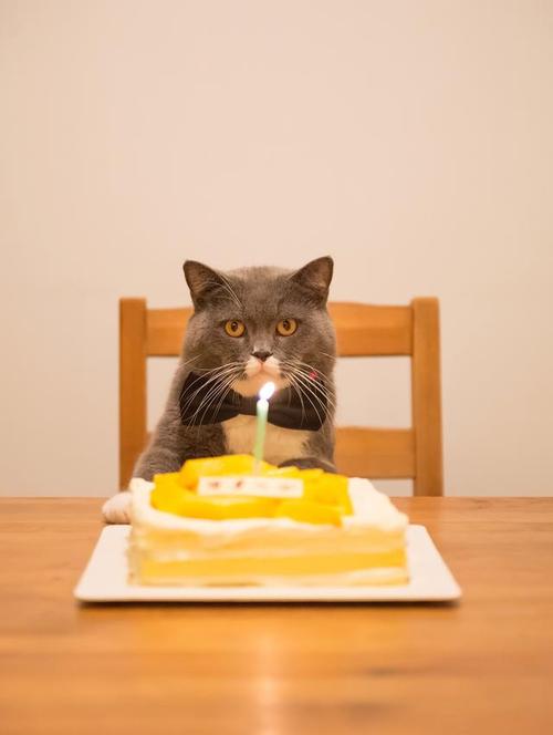 宠物猫能吃点蛋糕么?