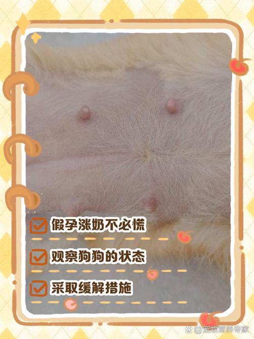 狗狗怀孕多久下奶?