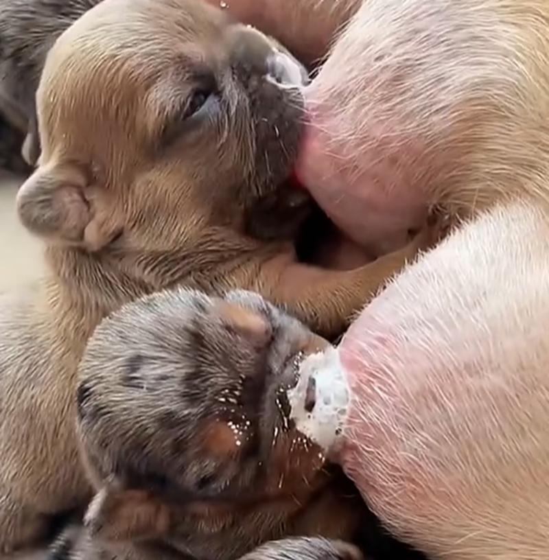 狗怀孕多少天有奶