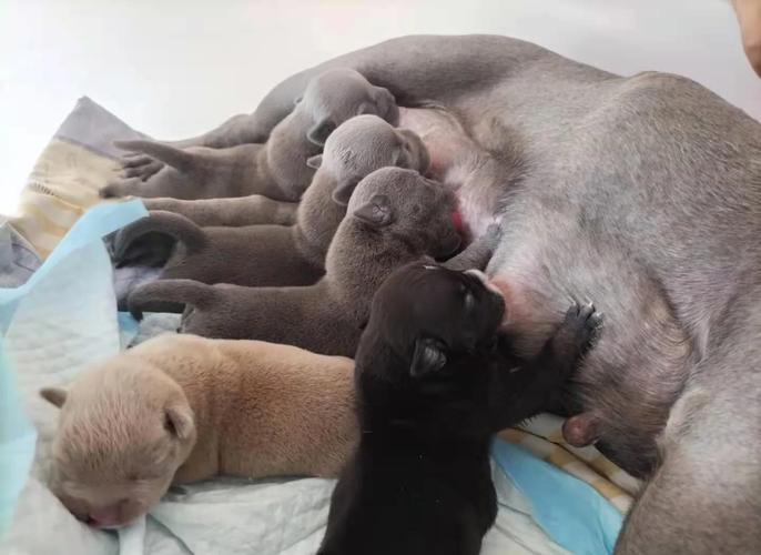 狗狗为什么挤出奶了