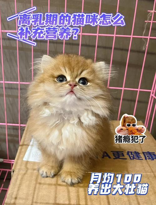 2个月的小猫吃什么,喝热水还是凉水,怎么样?