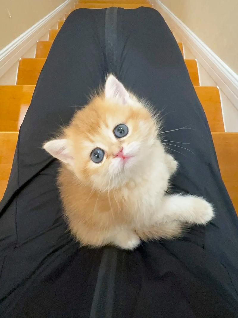 两个月的小猫吃什么