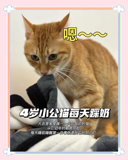 养猫久了才明白,为什么猫咪会经常踩奶?