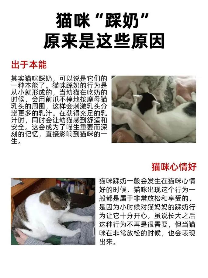 玳瑁猫用爪子踩人是怎么回事?