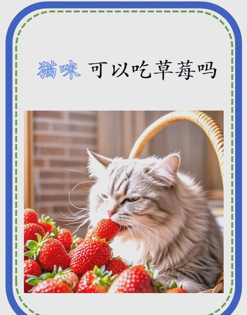 四个月的猫可以吃草莓吗