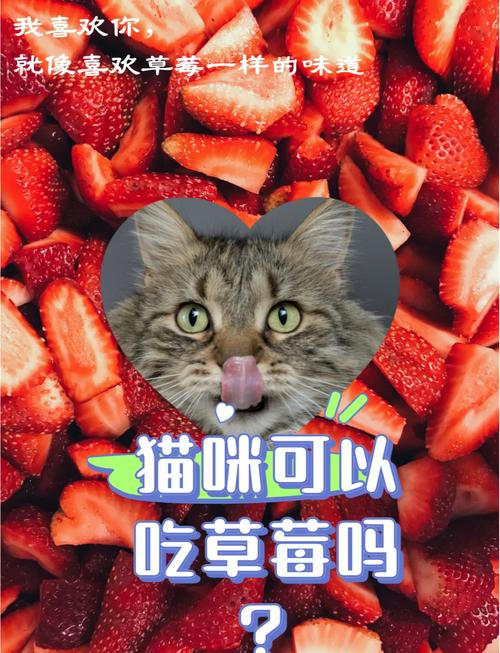 猫咪可以吃哪些水果呢?