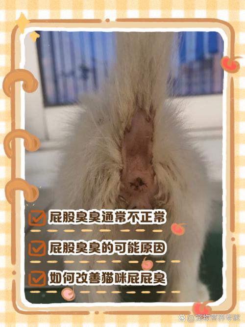 猫咪屁股总是脏脏的,应该怎么办?