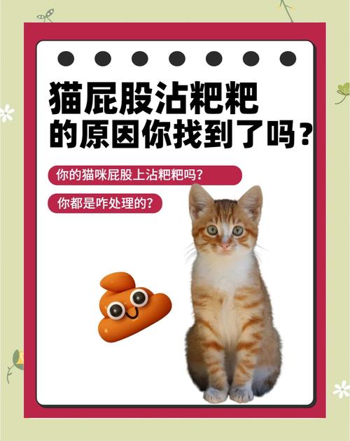 猫咪总是屁股上有屎,猫屁股上有一点点的屎怎么办