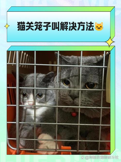 猫咪不愿意在笼子里一直叫怎么办
