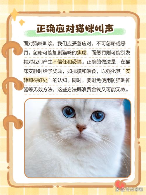 把猫咪关起来一直叫怎么办?