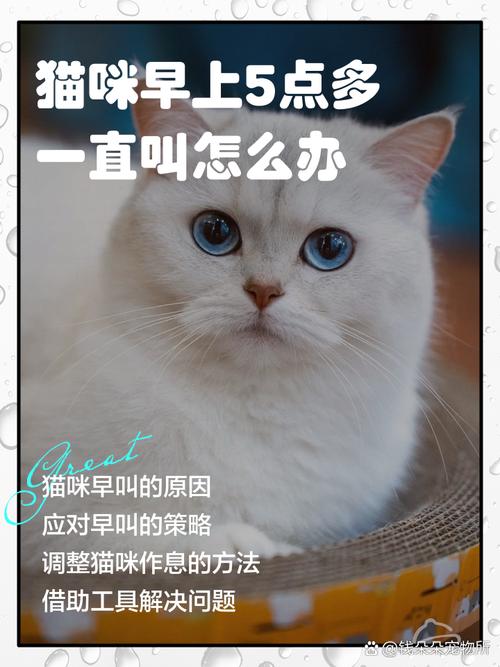 小猫一到早上5点就开始叫,怎么办?