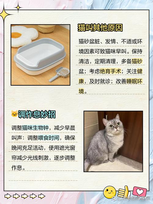 猫咪换了新环境,老叫,怎么办?