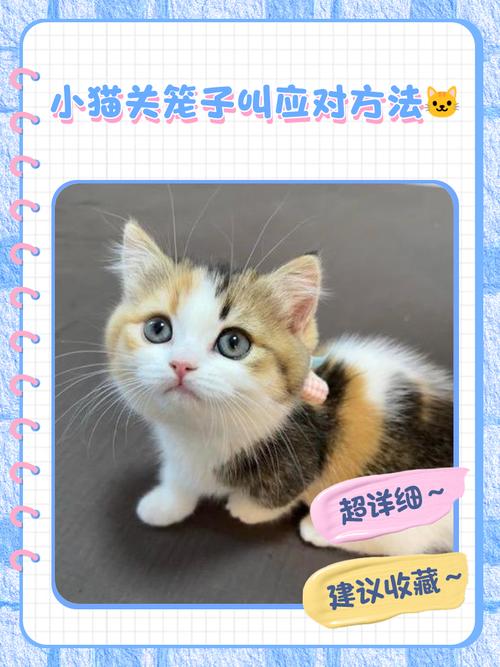 猫老想出去,不让出去就不停叫,怎么办?