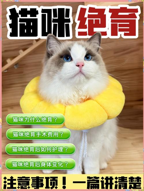 猫咪做绝育一般多少钱?